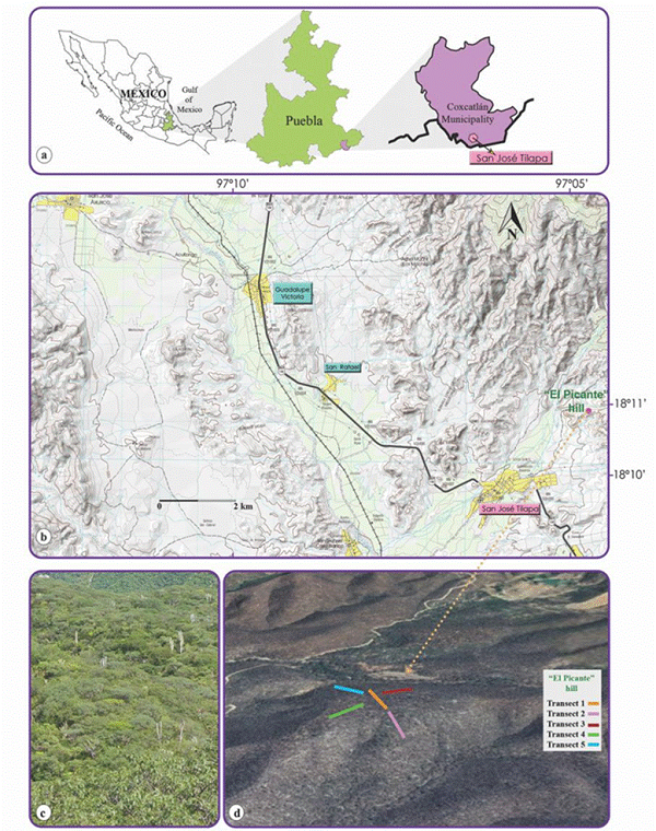 Geographic location of the study area, in San José Tilapa, in the municipality of Coxcatlán, Puebla, Mexico (a, b), tropical deciduous forest on El Picante hill (c), and satellite image with the 5 transects established in the study area (d).