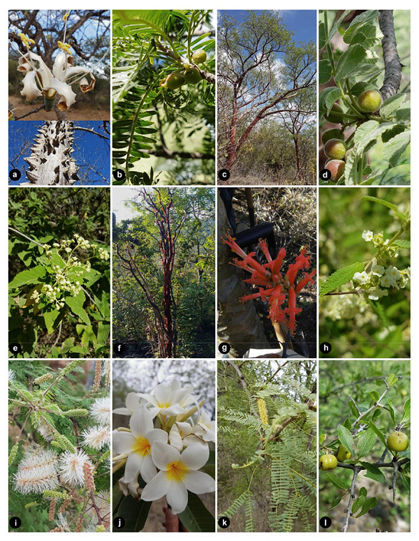 Most representative plants of tropical deciduous forest of San José Tilapa, Puebla. (a) Ceiba aesculifolia. (b) Bursera aptera. (c) Bursera morelensis. (d) Bursera submoniliformis. (e) Parthenium fruticosum. (f) Euphorbia schlechtendalii. (g) Fouquieria formosa. (h) Lippia graveolens. (i) Mimosa luisana. (j) Plumeria rubra. (k) Prosopis laevigata. (l) Ziziphus pedunculata.