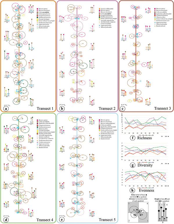 Schematic profiles of the vegetation cover of the trees and shrubs found in the 5 transects (a-e). Richness (f), diversity (g), and evenness (h) indices recorded in each transect.