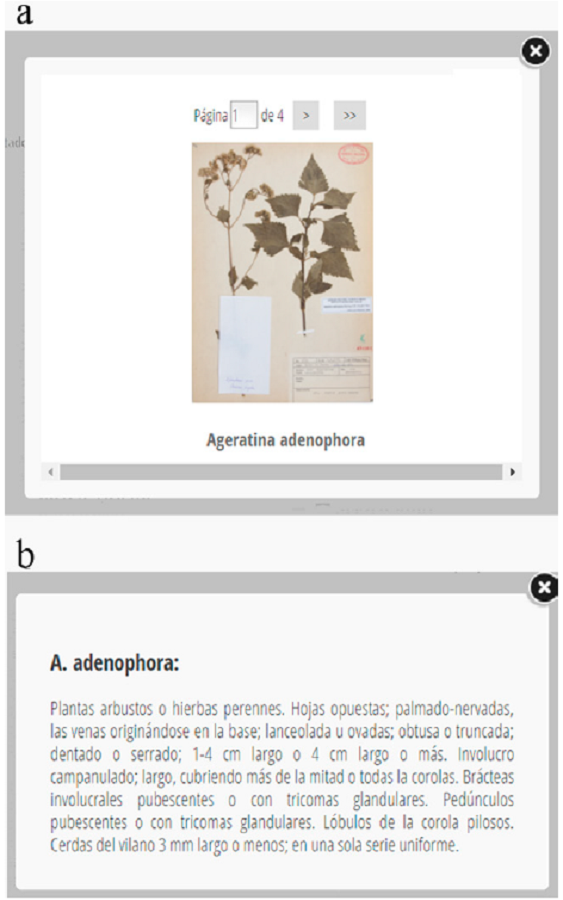 Views of attributes in the key "Species of the genus Ageratina (Asteraceae) in the State of Mexico". a) Displayed image of the species A. adenophora; b) taxonomic description generated automatically for the same species.
