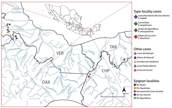 Map of the study area (southern Mexico) indicating the location of type-locality caves, non-type-locality caves, and epigean localities sampled during the field component of this study. Reference map based on a 2016 water bodies dataset (scale 1:50,000) from the Instituto Nacional de Estadística y Geografía (INEGI) and plotted using the geographic information system software QGIS (QGIS Development Team, 2020).