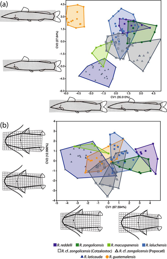Results from Canonical Variate Analysis (CVA) of overall body shape variation based on landmark data in lateral (a) and dorsal (b) profiles.