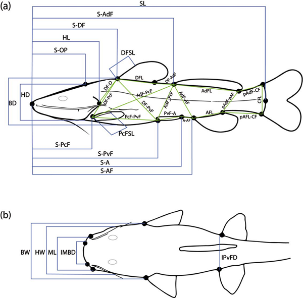 Diagrams displaying linear measurements used to capture overall body shape in lateral (a) and dorsal (b) profiles. Measurement abbreviations are listed in Table 3.
