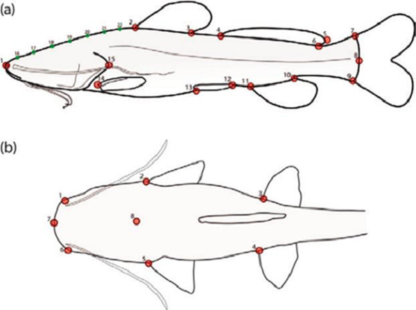 Diagrams displaying homologous landmarks and semilandmarks used to capture overall body shape in lateral (a) and dorsal (b) profiles.