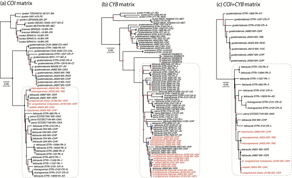 Phylogenetic relationships among sampled Rhamdia species based on (a) the COI matrix, (b) the CYB matrix, and (c) the concatenated COI +CYB matrix. Colored circles on nodes indicate degree of clade support as determined by bootstrap values: black > 0.95, 0.95 ≥ blue ≥ 0.75, red < 0.75. Terminal names as follow: species epithet + voucher + country and province/state (abbreviated using ISO 3166 codes). Terminals corresponding to samples from troglobitic species/populations in red. Outgroup taxon (Pimelodella chagresi) not shown. In each case, the dashed rounded rectangle indicates a well-supported clade formed by members of the “R. laticauda-group” inclusive of R. nicaraguensis.