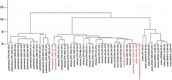 UPGMA dendrogram displaying clustering of samples according to the (K2P-corrected) COI genetic distances. Vertical axis indicates percentage of sequence divergence. Samples from troglobitic species/populations in red.