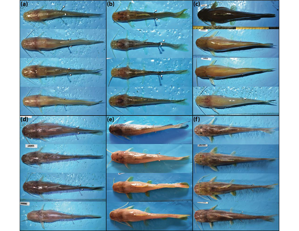 Specimens of cave-dwelling Rhamdia in dorsal view showing the spectrum of intraspecific variation in troglobitic characters (eye reduction and depigmentation) in A) R. reddelli, B) R. zongolicensis, C) R. macuspanensis, D) R. laluchensis, E) R. cf. zongolicensis (Sumidero de Cotzalostoc), and F) R. cf. zongolicensis (Sótano de Popocatl).