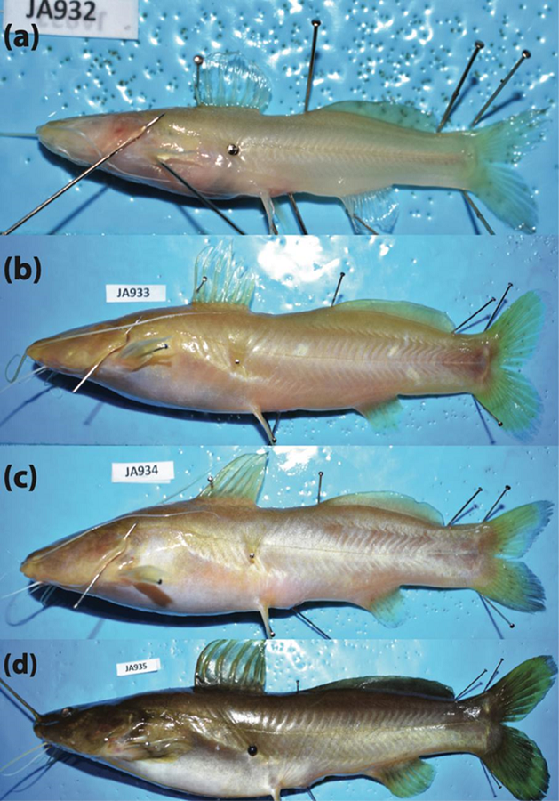 Specimens of R. macuspanensis in lateral view showing syntopy of troglobitic and epigean forms at its type-locality cave, Grutas de Agua Blanca (Tabasco).