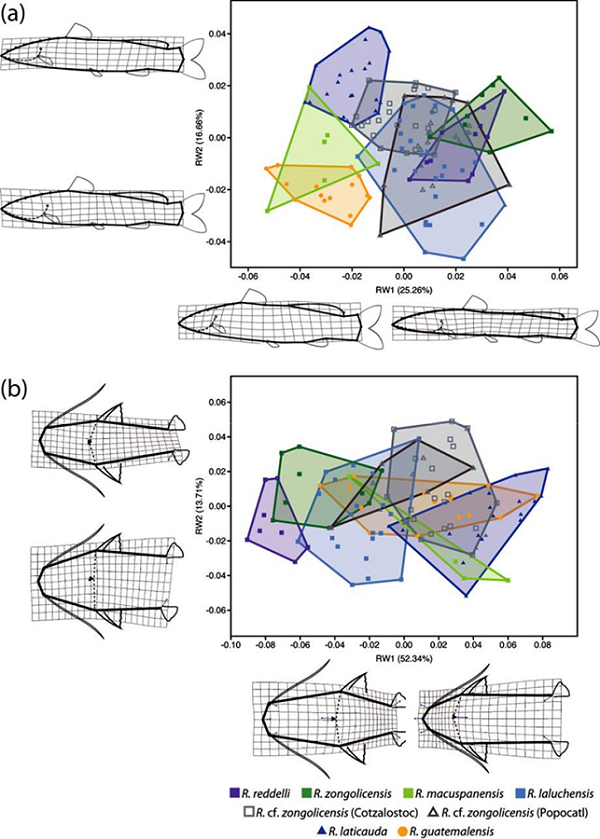 Results from Relative Warps (RWs) analysis of overall body shape variation based on landmark data. Deformation grids display the nature of shape change across major RWs in lateral (a) and dorsal (b) profiles.