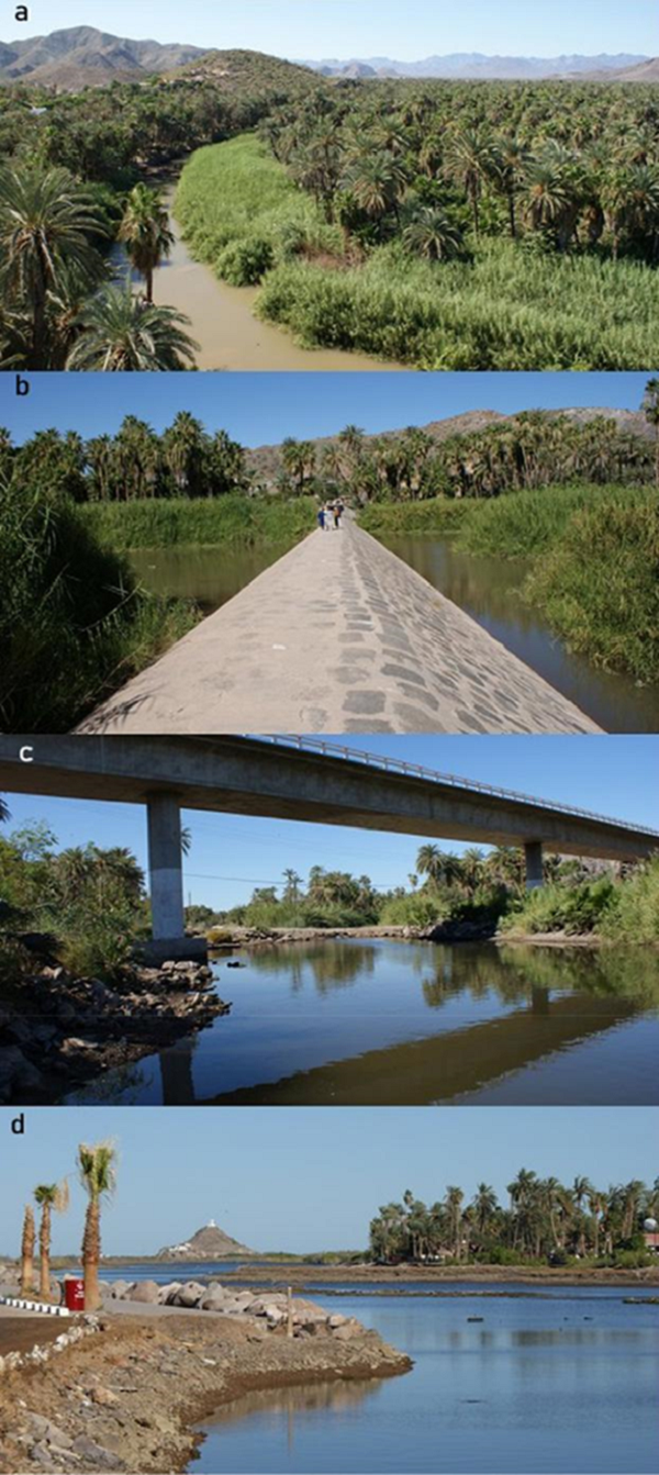 Hábitats representativos del ecosistema estuarino de Mulegé (Baja California Sur): a) parte alta, b) represo, c) parte baja del puente carretero posterior al represo, d) parte media-desembocadura.