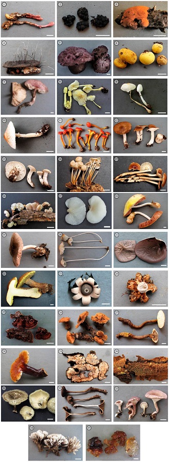 1. Ophiocordyceps sobolifera; 2.
								Annulohypoxylon truncatum; 3. Hypoxylon
								rubiginosum; 4. Xylaria filiformis; 5.
								Calvatia cyathiformis; 6. Calvatia
								rugosa; 7. Leucoagaricus lilaceus; 8.
								Leucocoprinus birnbaumii; 9. Leucocoprinus
								fragilissimus; 10. Macrolepiota excoriata;
							11. Hygrocybe cantharellus; 12. Calocybe
								carnea; 13. Calocybe gambosa; 14.
								Marasmius congregates; 15. Gymnopus
								gibbosus; 16. Hohenbuehelia portegna; 17.
								Pleurotus djamor; 18. Volvariella
								bombycina; 19. Volvopluteus gloiocephalus;
							29. Parasola plicatilis; 21. Auricularia
								fuscosuccinea; 22. Phlebopus beniensis;
							23. Geastrum lageniforme; 24. Geatrum
								minimum; 25. Gloeophyllum striatum; 26.
								Phylloporia spathulata; 27. Foraminispora
								rugosa; 28. Ganoderma martinicense; 29.
								Crassisporus microsporus; 30. Flavodon
								flavus; 31. Lentinus crinitus; 32.
								Lentinus velutinus; 33. Panus
								neostrigosus; 34. Thelephora versatilis;
							35. Tremella wrightii. Escala: barra = 1 cm.