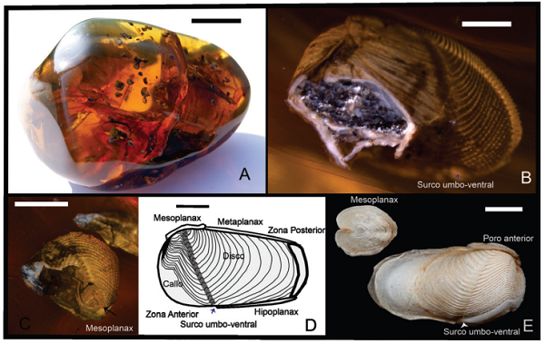 A) Pieza de ámbar con 34 conchas de Martesia
								mazanticus sp. nov. Escala = 2 cm; B) vista dorsal derecha,
							mostrando la escultura y el surco umbonal. Escala = 500 µm; C) vista
							distal, mostrando el mesoplanax con estructura concéntrica. Escala = 1
							mm; D) esquema hipotético de M. mazanticus sp. nov.
							Escala = 500 µm; E) estructura de la valva y del mesoplanax de
								M. fragilis, especie con mayor parecido a
								M. mazanticus sp. nov. Escala = 1 mm. Fotografía de
							David Fenwick.