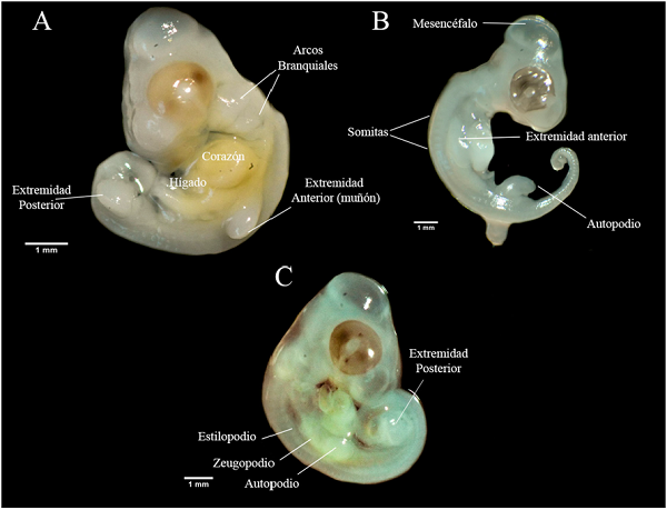 Estadios embrionarios al momento de la oviposición de Basiliscus vittatus de la Selva del Marinero, Catemaco, Veracruz. A) Estadio 30, B) estadio 31 y C) estadio 32.