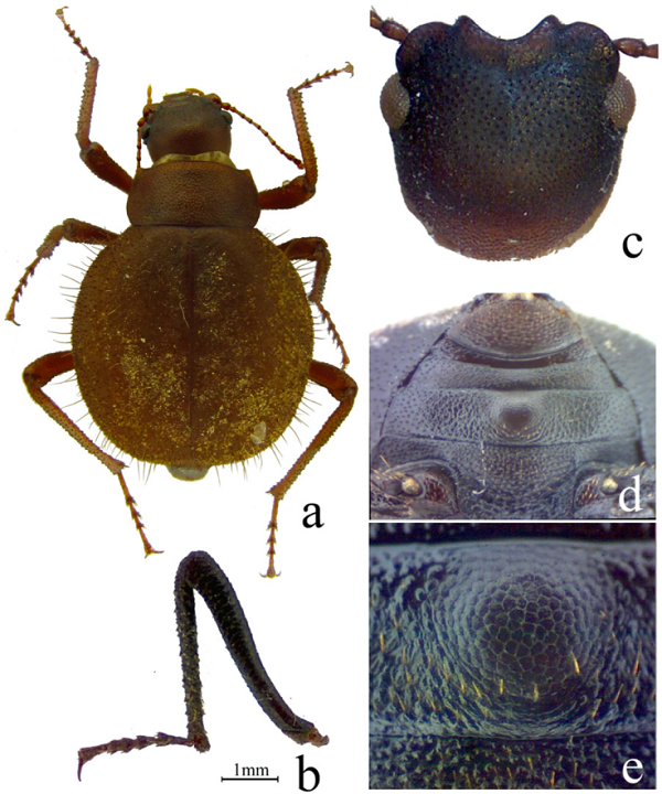 Paraphysogaster recabarren sp. nov. a) Habitus, b)
							detalle de pata anterior, c) detalle de cabeza en vista dorsal, d) y e)
							detalle de carácter sexual del macho en ventrito II.
