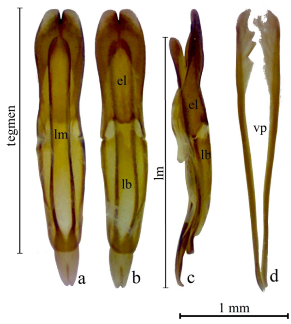 Genitalia del macho de Paraphysogaster recabarren
							sp. nov. Edeago: a) vista dorsal, b) vista ventral, c) vista lateral, d)
							varillas pleurales, vista lateral. el = estilos laterales, lb = lámina
							basal, lm = lóbulo medio y vp = varillas pleurales.