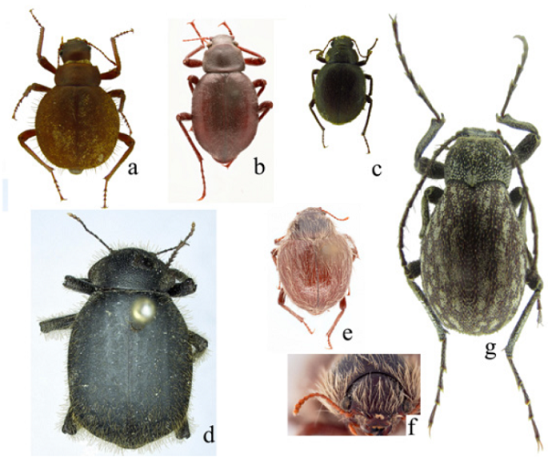 Géneros de la tribu Physogasterini: a)
									Paraphysogaster, b) Philorea
									striataPeña,
									1980 (paratipo), c) Physogaster andinus
								Peña, 1995, d) Entomochilus hirtipesKulzer, 1956 (holotipo), e)
									Physogasterinus lanuginosumKaszab, 1981 (paratipo), f)
									Physogasterinus lanuginosum vista dorsal de la
								cabeza, g) Pimelosomus sphaericusBurmeister, 1875.
