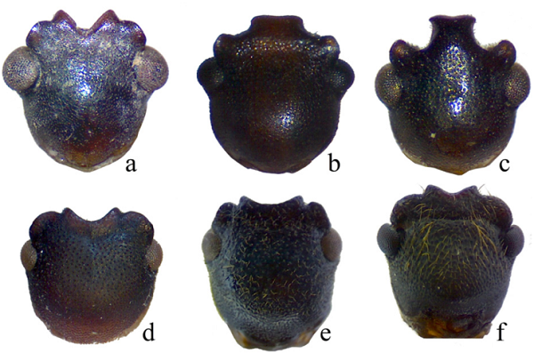 Cápsulas cefálicas de géneros de la tribu Physogasterini. a)
									Philorea aracniformis Vidal y Flores, 2000, b)
									P. striata, c) P.
									kuscheliKulzer, 1956,
									d) Paraphysogaster recabarren sp. nov.,
								e) Physogaster andinus, f) Entomochilus
									hirtipes.