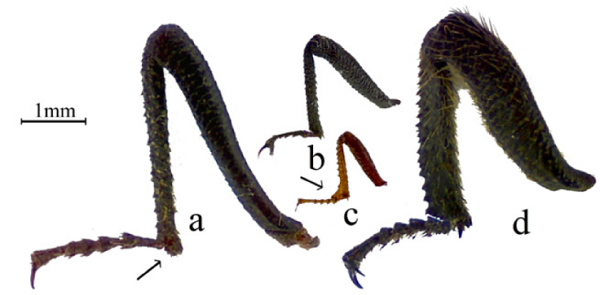 Patas delanteras de algunos géneros de la tribu Physogasterini.
								a) Paraphysogaster recabarren sp. nov., b)
									Physogaster andinus, c) P.
									penaiKulzer,
									1956, d) Entomochilus hirtipes.