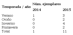 Ejemplares de Paraphysogaster recabarren sp. nov. recolectados en Quebrada de Guamanga, Región de Atacama, durante los años 2014 y 2015, mediante trampas Pitfall.