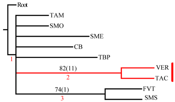 Cladograma de consenso estricto obtenido de 5 árboles igualmente
							parsimoniosos en el segundo análisis. Los números sobre las ramas
							representan las sinapomorfías geográficas (el valor de soporte). El
							número en rojo es el número del nodo. La barra roja identifica el trazo
							generalizado II.