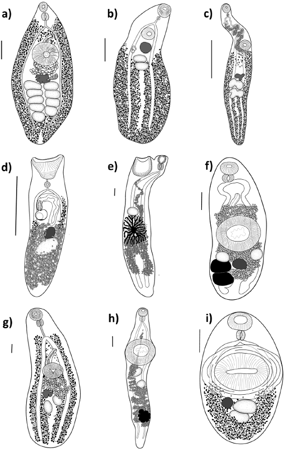 Line drawings of the trematodes sampled in this study. a) Helicometrina nimia, b) Homalometron sp. 1, c) Homalometron sp. 2, d) Lasiotocus haemuli, e) Macradena sp., f) Leurodera decora, g) Hamacreadium mutabile, h) Monolecithotrema sp., i) Pycnadenoides sp. All figures are ventral view; scale bar = 0.2 mm.