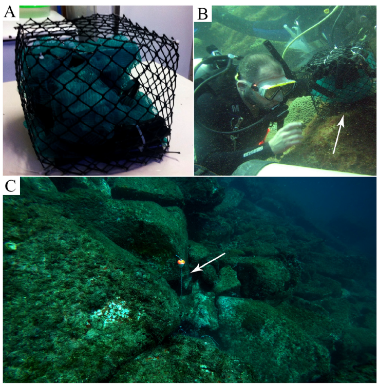 Representation of the artificial refuge substrate (ARS) and installation procedure: A) ARS mounted for installation, B) ARS being installed between rocks by the SCUBA diver (arrow point to ARS), and C) ARS between rocks (arrow point to the ARS and the floater with the centrifuge tube for project identification).