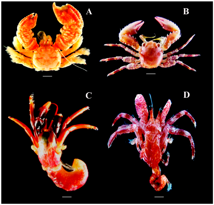 Anomuran crabs from the Marine State Park of Laje de Santos, Brazil: A) Pachycheles monilifer, B) Petrolisthes amoenus, C) Calcinus tibicen, and D) Dardanus venosus. Scale bar of 1 mm. Photos by da Silva AR.