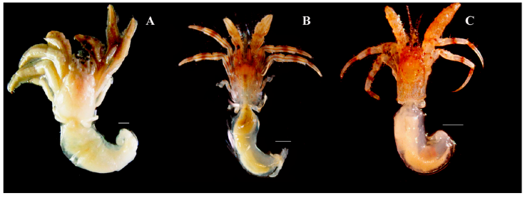 Anomuran crabs from the Marine State Park of Laje de Santos, Brazil: A) Paguristes tortugae, B) Pagurus brevidactylus, and C) Pagurus criniticornis. Scale bar of 1 mm. Photos by da Silva AR.