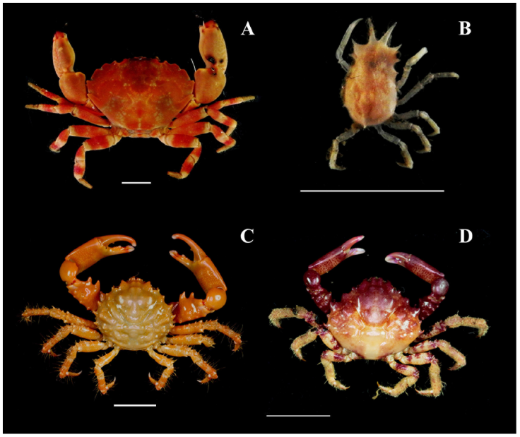 Brachyuran crabs from the Marine State Park of Laje de Santos, Brazil: A) Menippe nodifrons, B) Stenocionops furcatus, C) Mithraculus forceps, and D) Mithrax tortugae. Scale bar of 1 cm. Photos by Moraes IRR.