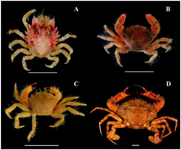 Brachyuran crabs from the Marine State Park of Laje de Santos, Brazil: A) Pitho lherminieri, B) Pilumnus caribaeus, C) Pilumnus reticulatus, and D) Cronius ruber. Scale bar of 1 cm. Photos by Moraes IRR.