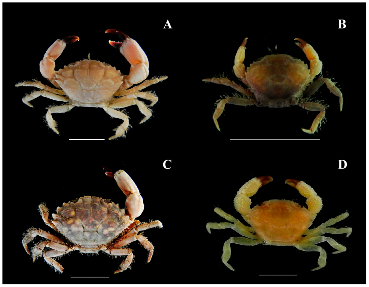 Brachyuran crabs from the Marine State Park of Laje de Santos, Brazil: A) Hexapanopeus angustifrons, B) Panopeus austrobesus, C) Panopeus rugosus, and D) Micropanope sculptipes. Scale bar of 1 cm. Photos by Moraes IRR.