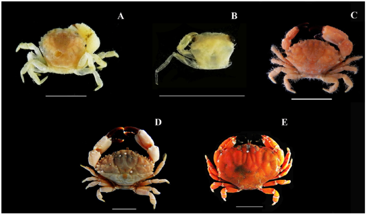 Brachyuran crabs from the Marine State Park of Laje de Santos, Brazil: A) Scopolius nuttingi, B) Melybia thalamita, C) Xanthodius parvulus, D) Williamstimpsonia denticulatus, and E) Platypodiella spectabilis. Scale bar of 1 cm. Photos by Moraes IRR.