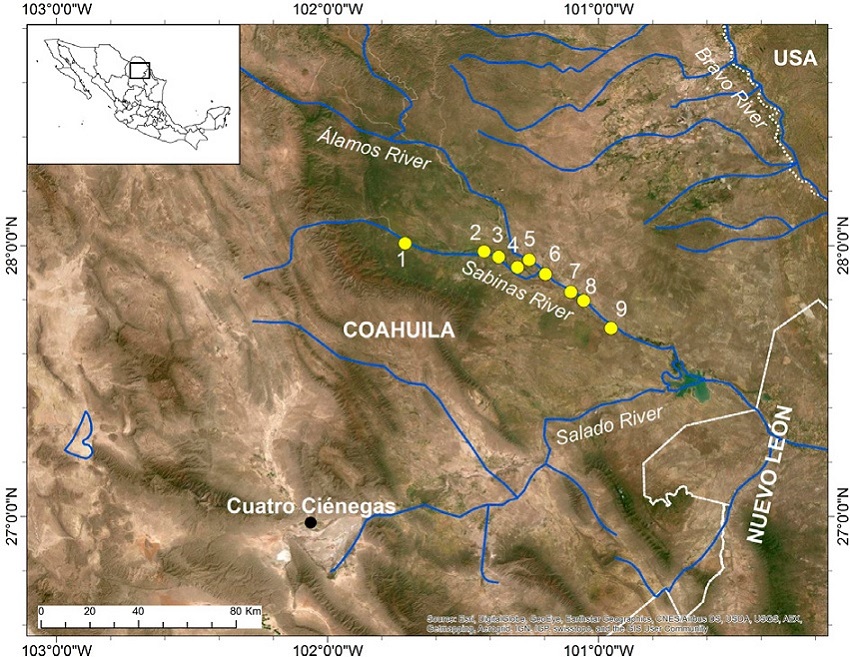 Location of the Sabinas River basin with sampling sites. 1. Sabinas River, Ejido Nacimiento de los Mascogos II, 2. Sabinas River, Ejido Santa María, 3. Sabinas River, Ejido Sauceda del Naranjo, 4. Sabinas River, Ejido San Juan de Sabinas, 5. Álamos River, Ejido Paso del Coyote, 6. Sabinas River, Las Adjuntas (Rancho San Carlos), 7. Sabinas River, Sabinas (Agua Prieta), 8. Sabinas River, Las Cazuelas, 9. Sabinas River, La Vega.