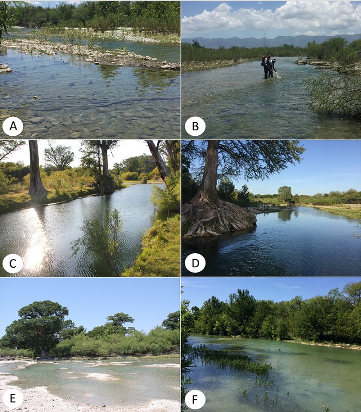 Photographs of typical aquatic habitats along the Sabinas River, Coahuila, Mexico. A, B, Ejido El Nacimiento de los Mascogos II (site 1). C, Las Adjuntas, Rancho San Carlos (site 6). D, Ejido Sauceda del Naranjo (site 3). E, Ejido Guadalupe Victoria. F, Ejido San Juan de Sabinas (site 4).