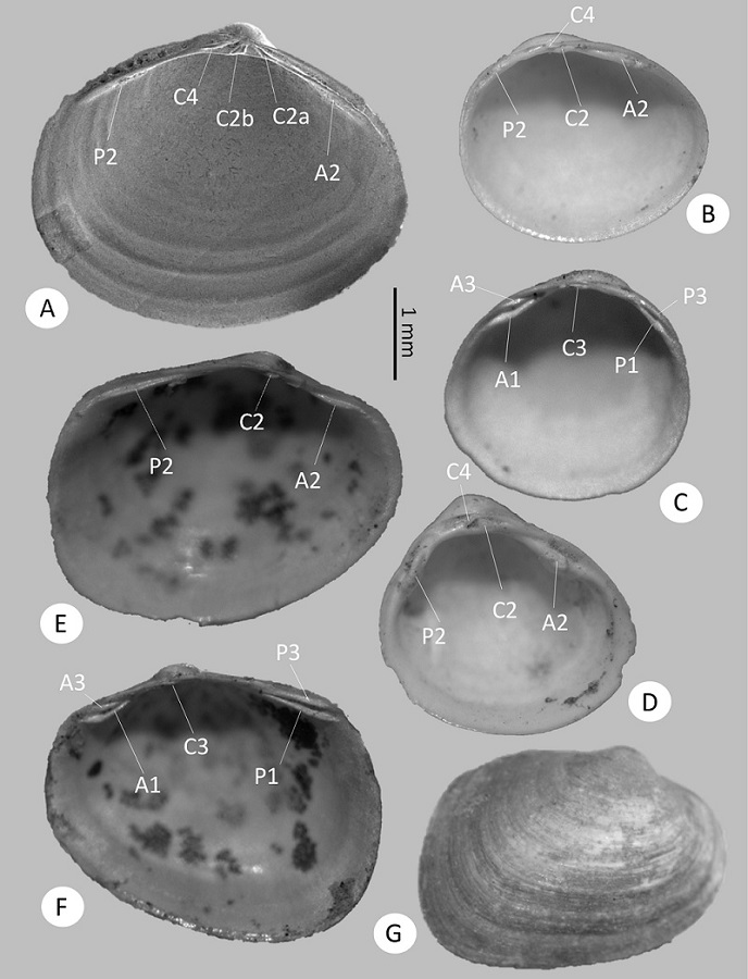 Bivalves from Sabinas River basin. A, Corbicula fluminea (UJMC 450a), left valve. B, Pisidium nitidum (UJMC 451a), left valve. C, (UJMC 451b), right valve. D, Euglesa compressa (UJMC 452a) left valve. E, Eupera cubensis (UJMC 453a), left valve. F, E. cubensis (UJMC 453b), right valve. G, E. cubensis, external view of right valve. A1 = Anterior lateral internal tooth, A2 = anterior lateral tooth, A3 = anterior lateral external tooth, C2 (a, b) = internal cardinal tooth, C3 = cardinal tooth, C4 = external cardinal tooth, P1 = posterior lateral internal tooth, P2 = posterior lateral tooth, P3 = posterior lateral external tooth.