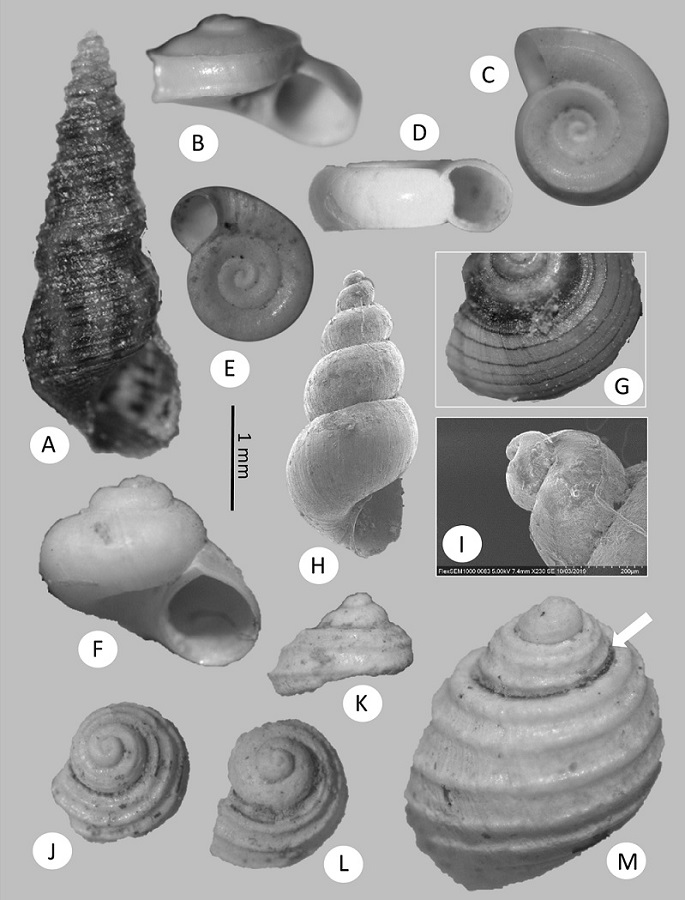 Gastropods from Sabinas River basin, Coahuila. A, Melanoides tuberculata (UJMC 454a). B, Phreatomascogos gregoi (UJMC 401). C, Balconorbis sabinasensis (UJMC 410). D, Apertural view. E, Coahuilix parrasense (UJMC 416). F, Cochliopina riograndensis (UJMC 457a). G, shell with brown-pigmented bands (UJMC 457b). H, Juturnia coahuilae (UJMC 458a). I, apex of J. coahuilae (UJMC 458b). J-M, Mexithauma cf. quadripaludium. J, K, specimen from Sabinas with broken apex with first whorls (UJMC 459). L, similar broken apex of specimen from Poza Azul in Cuatro Ciénegas. M, complete shell from Poza Azul, Cuatro Ciénegas, arrow shows the break point on the shell (L-M belong to own collection)