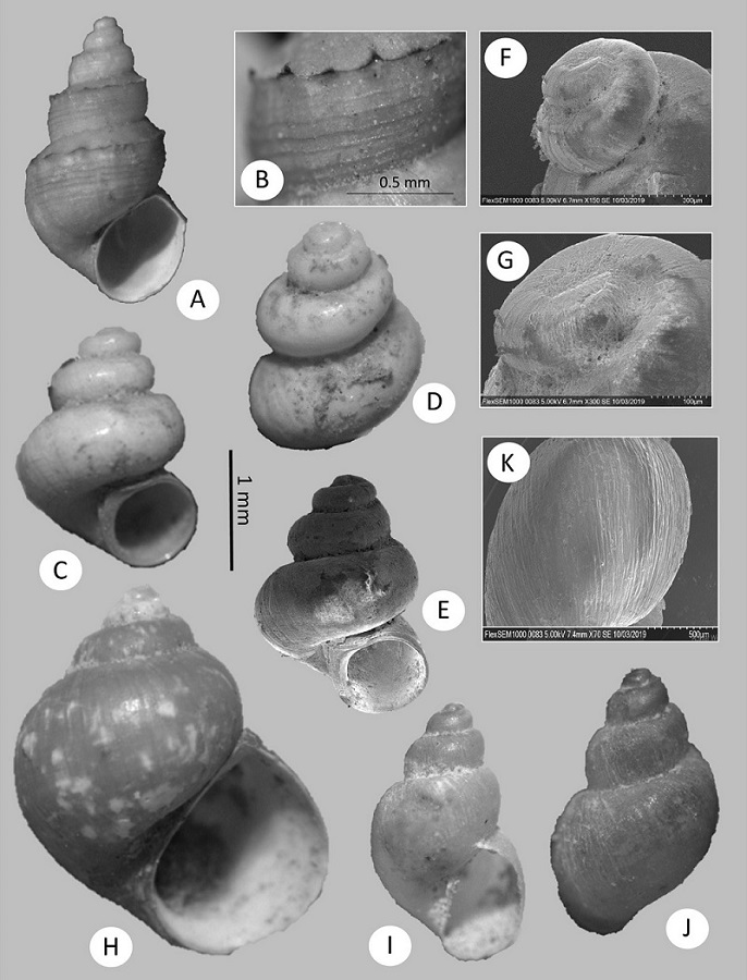 Gastropods from Sabinas River basin, Coahuila (cont.). A, Pyrgophorus parvulus (UJMC 460a). B, details of the teleoconch from same specimen. C-G, Lyogyrus sp. (UJMC 461). C, rounded aperture. D, showing the extremely convex whorls, E, SEM image of the shell. F, G, details of the protoconch. H, shell of Cincinnatia integra (UJMC 462a). I, apertural view of Galba sp. (G. humilis species complex) (UJMC 463a). J, dorsal view. K, SEM image showing the coarse and wavy growth lines on the body whorl (UJMC 463b).