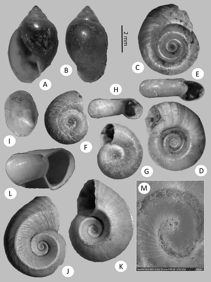 Gastropods from Sabinas River basin, Coahuila (cont.): A, Physella acuta (UJMC 464a), apertural view. B, dorsal view. C, D, Biomphalaria havanensis (UJMC 465a) shell from dorsal and ventral side. E, Apertural view, F, G, Gyraulus parvus (UJMC 466a), shell from dorsal and ventral side. H. Apertural view, I, Hebetancylus excentricus (UJMC 467a), shell with prominent concentric growth lines. J-K, Helisoma anceps (UJMC 468a), shell from dorsal and ventral side. L, Apertural view, M, protoconch.