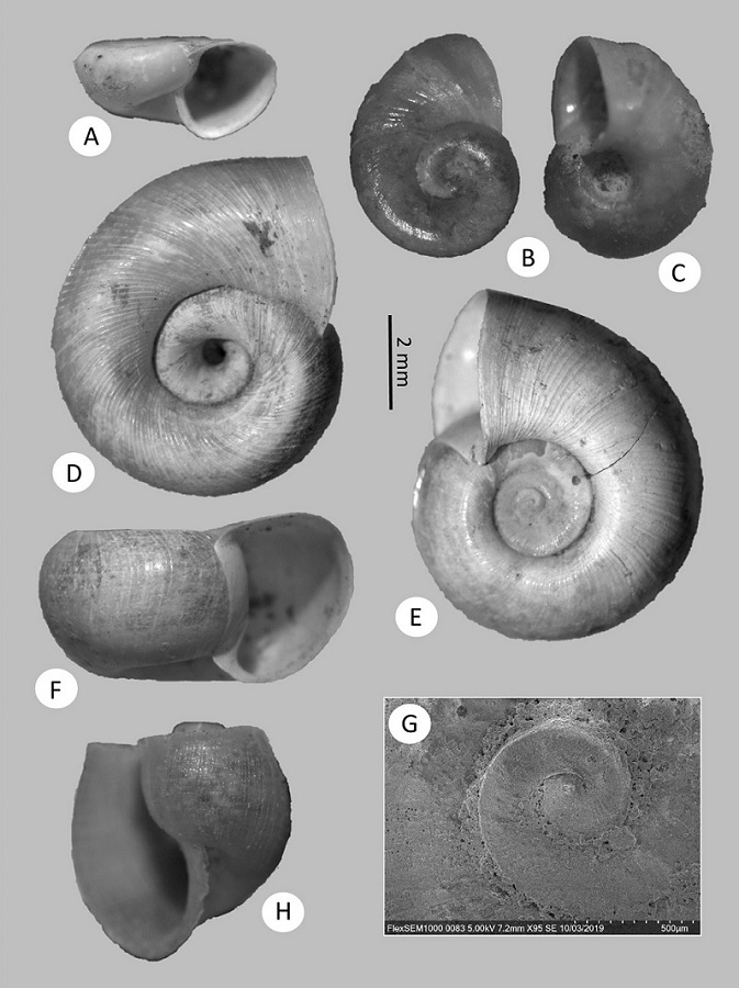 Gastropods from Sabinas River basin, Coahuila (cont.): A-C, Menetus dilatatus (UJMC 469a), shell from dorsal and ventral side (UJMC 469b) D-G, Planorbella cf. trivolvis (UJMC 470a), shell from dorsal and ventral side. G, protoconch, H, Planorbella scalaris (UJMC 471).