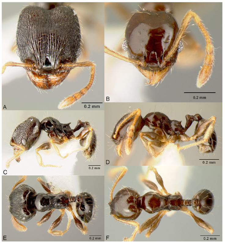 Pheidole albipes, full-face view (A), profile (C), and dorsal view (E) of major worker (JTLC000010035) and full-face view (B), profile (D), and dorsal view (F) of minor worker (JTLC000009724). Photographs by J. Russ, courtesy of AntWeb.
