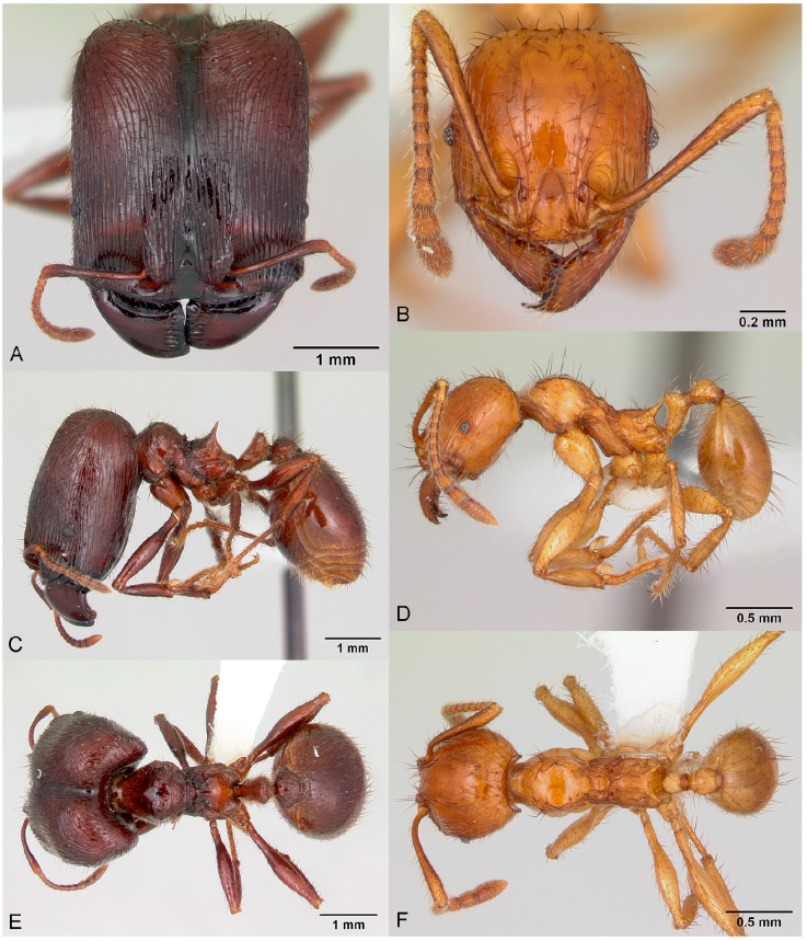 Pheidole fimbriata, full-face view (A), profile (C), and dorsal view (E) of major worker (CASENT0178017) and full-face view (B), profile (D), and dorsal view (F) of minor worker (CASENT0178018). Photographs by April Nobile, courtesy of AntWeb.