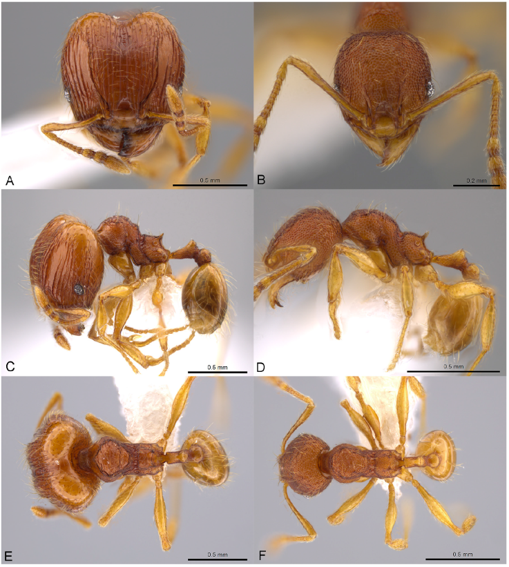 Pheidole glomericeps, full-face view (A), profile (C), and dorsal view (E) of major worker (JTLC000014002) and full-face view (B), profile (D), and dorsal view (F) of minor worker (JTLC000014003). Photographs by M. Pierce, courtesy of AntWeb.