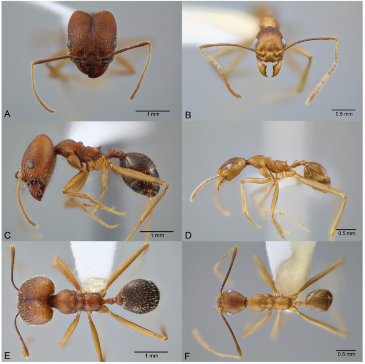 Pheidole granulata, full-face view (A), profile (C), and dorsal view (E) of major worker (CASENT0649585) and full-face view (B), profile (D), and dorsal view (F) of minor worker (CASENT0649589). Photographs available on AntWeb.