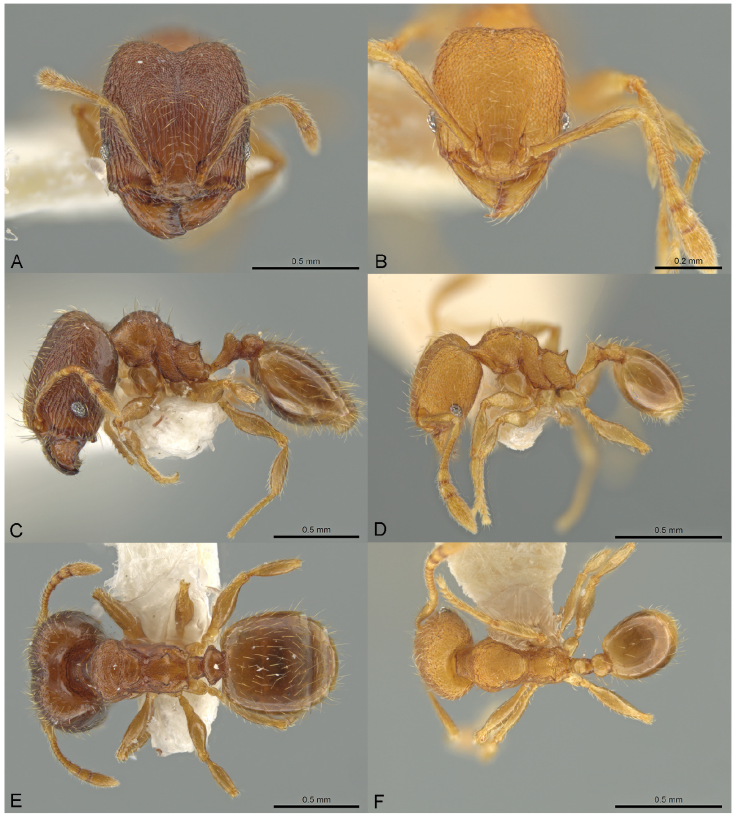Pheidole harrisonfordi, full-face view (A), profile (C), and dorsal view (E) of major worker (JTLC000016399) and full-face view (B), profile (D), and dorsal view (F) of minor worker (CASENT0646277). Photographs by J. Longino, courtesy of AntWeb.