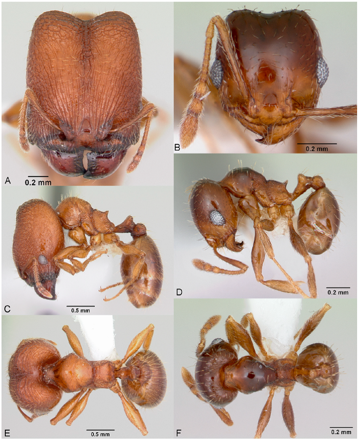 Pheidole hoplitica, full-face view (A), profile (C), and dorsal view (E) of major worker (JTLC000016399) and full-face view (B), profile (D), and dorsal view (F) of minor worker (CASENT0646277) photographs by J. Longino, courtesy of AntWeb.