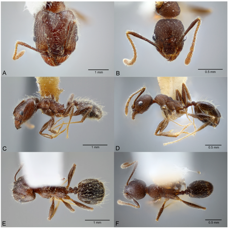 Pheidole laevivertex, full-face view (A), profile (C), and dorsal view (E) of major worker (CASENT0649599) and full-face view (B), profile (D), and dorsal view (F) of minor worker (CASENT0649600) available on AntWeb.