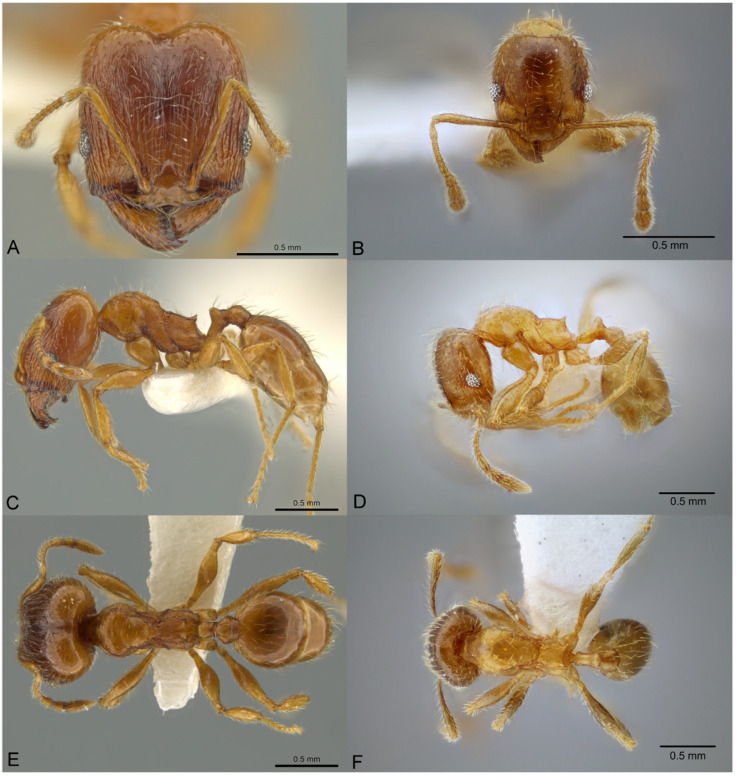 Pheidole mixteca, full-face view (A), profile (C), and dorsal view (E) of major worker (JTLC000016460) photographs by J. Longino, courtesy of AntWeb, and full-face view (B), profile (D), and dorsal view (F) of minor worker (CASENT0649604) available on AntWeb.