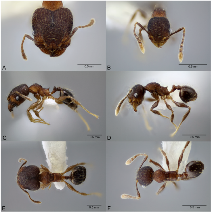 Pheidole nebulosa, full-face view (A), profile (C), and dorsal view (E) of major worker (CASENT0649605) and full-face view (B), profile (D), and dorsal view (F) of minor worker (CASENT0649606) available on AntWeb.