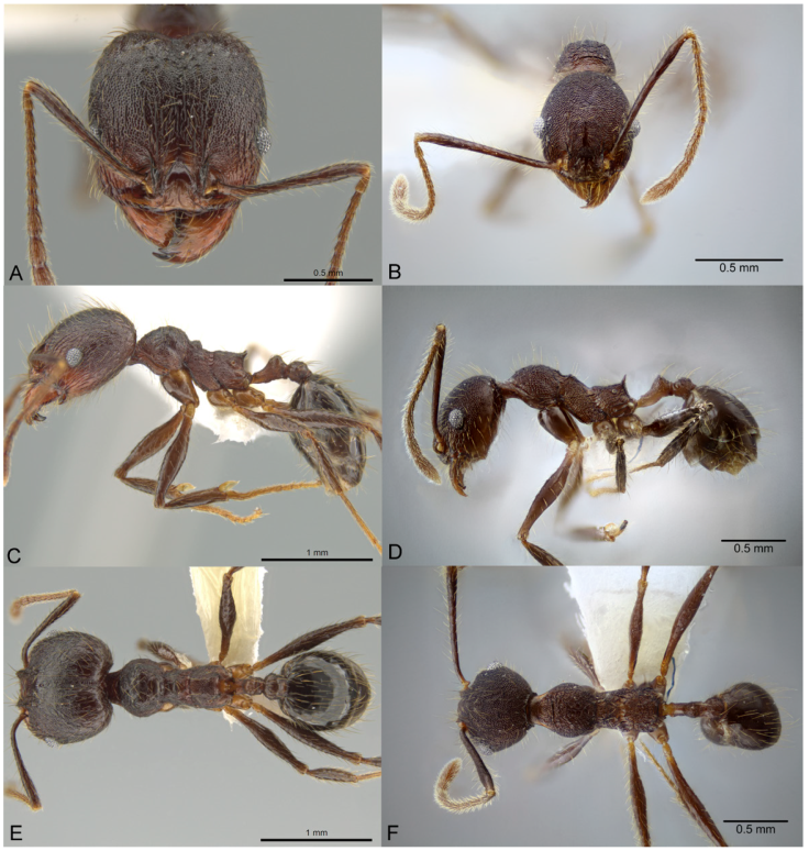 Pheidole nubicola, full-face view (A), profile (C), and dorsal view (E) of major worker (CASENT0640821) photographs by J. Longino, courtesy of AntWeb, and full-face view (B), profile (D), and dorsal view (F) of minor worker (CASENT0649611) available on AntWeb.