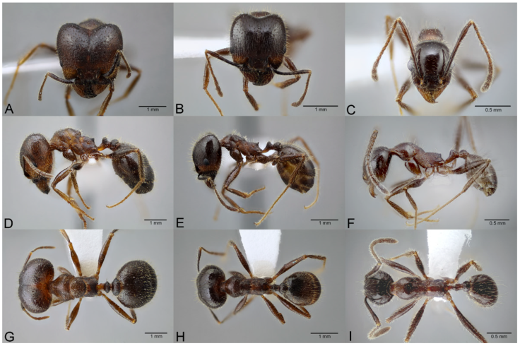 Pheidole obtusospinosa, full-face view (A), profile (D), and dorsal view (G) of super major worker (CASENT0649633) full-face view (B), profile (E), and dorsal view (H) of major worker (CASENT0649640) and full-face view (C), profile (F), and dorsal view (I) of minor worker (CASENT0649635). Photographs available on AntWeb.